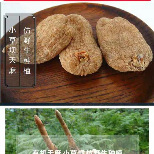 彝良县小草坝天麻