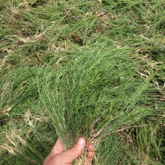 合水县灯芯草 百芯草