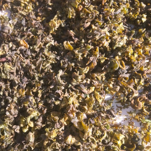 陇西县地皮菜 一级