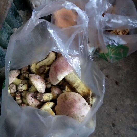 龙陵县野生菌子 野生菌预售