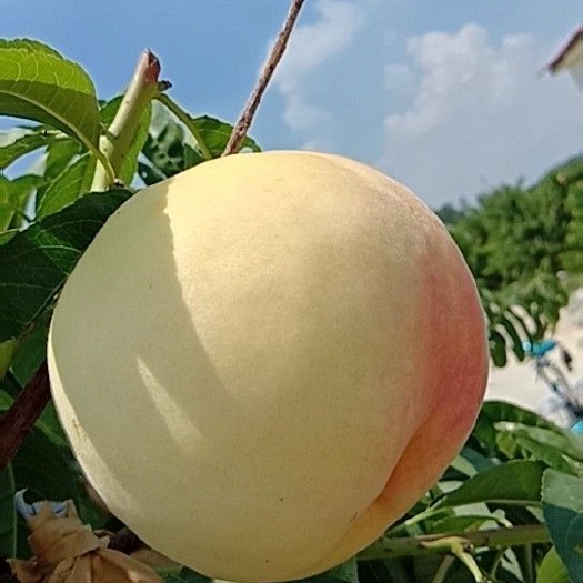 新沂市突围桃 新沂水蜜桃即将上市，口感好，果面干净，个头大，精品一级桃