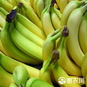  广东高品质香蕉，品质优！不支持7天无理由退换货！