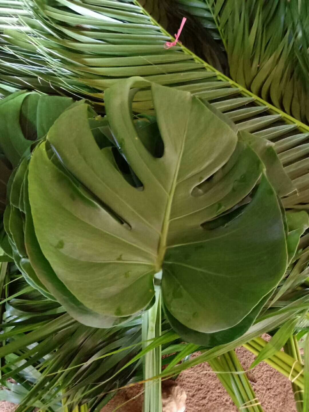 富贵竹