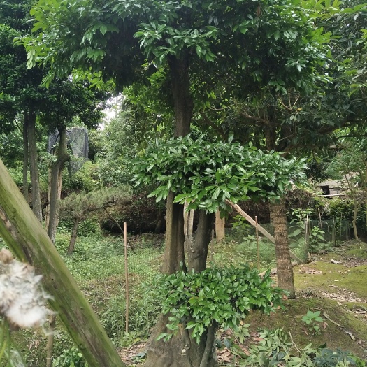 余庆县金弹子 25~30公分