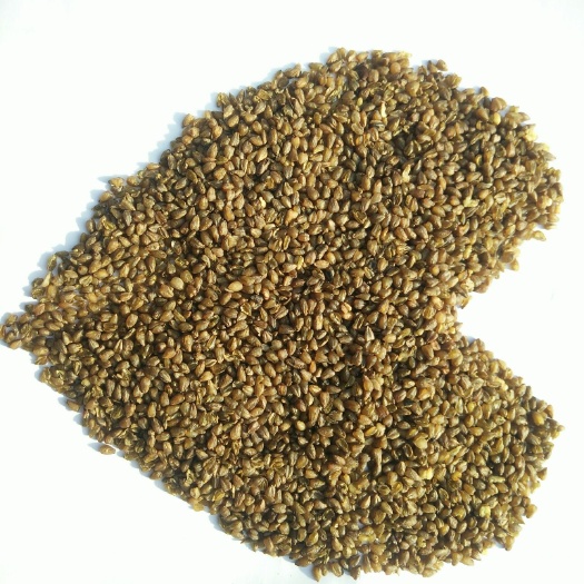 深泽县苦荞米，整粒米，质量保证，颗粒饱满！