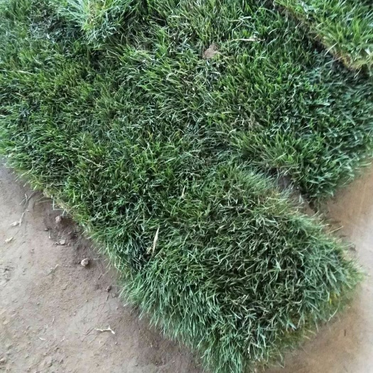 沭阳县早熟禾草坪 诚信为本，