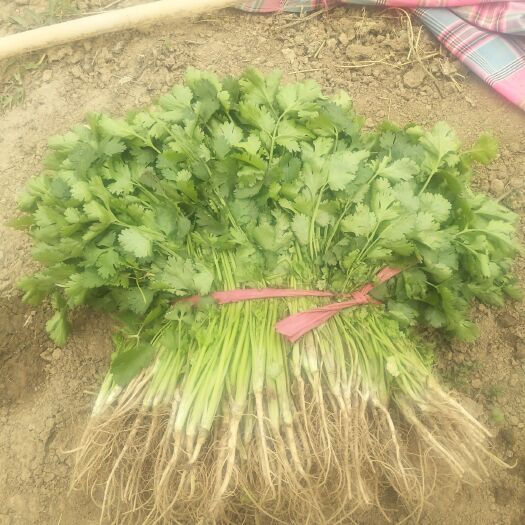 乾县大叶香菜 25~30cm