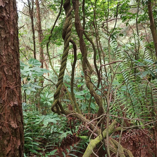融水县钩吻 断肠草
