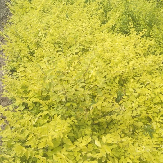周至县金叶榆