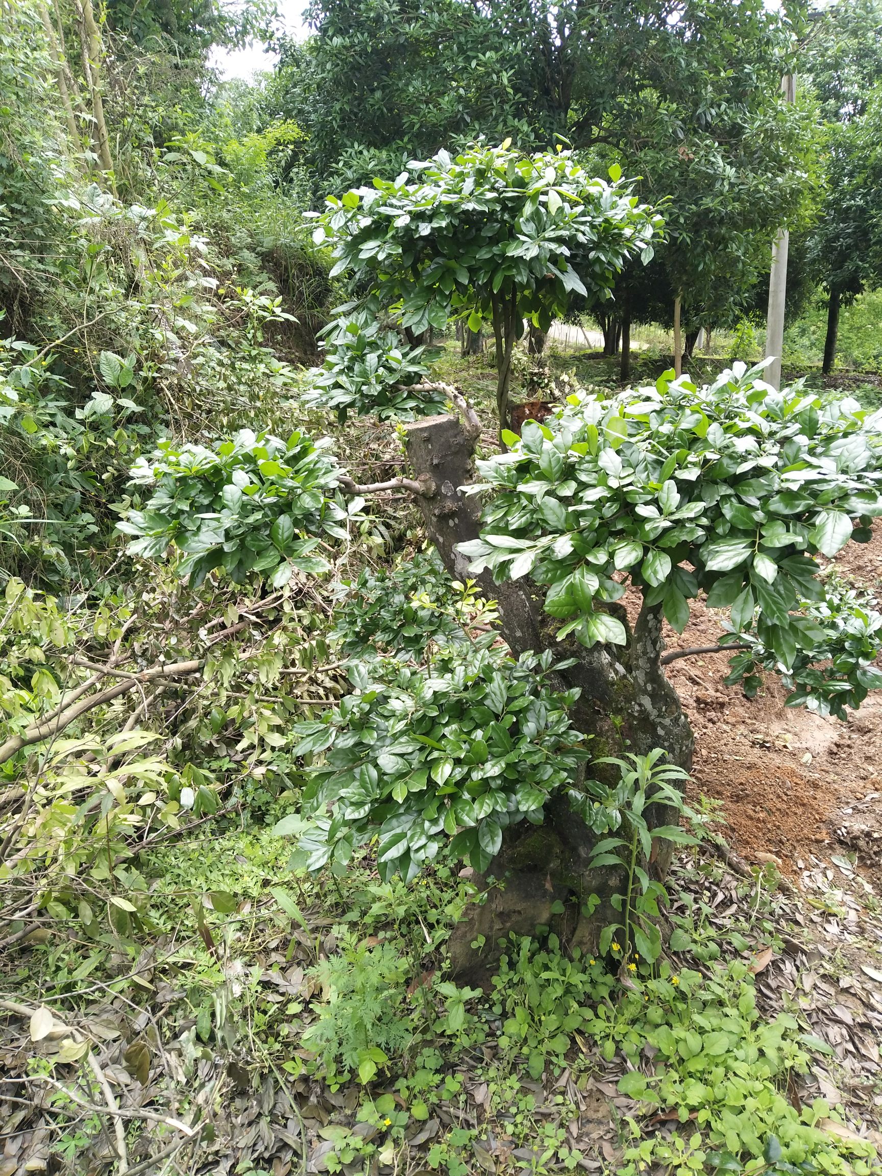 景观盆栽 金弹子