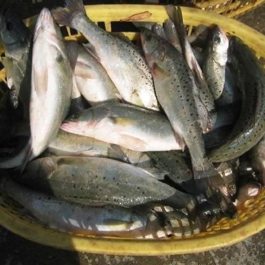 青岛 红加吉鱼，海鲈鱼，活鲜产品销售