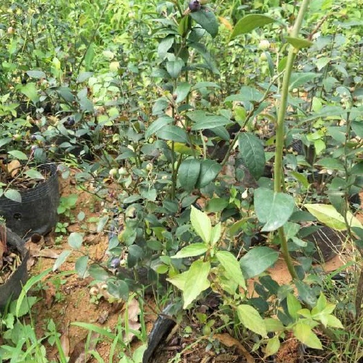 灵山县 蓝莓苗