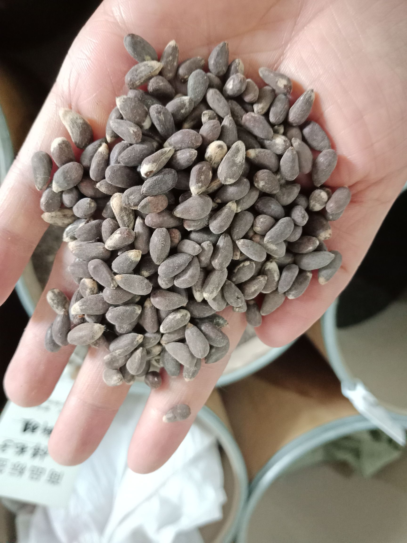 安国市棉花种子 棉花子籽药用棉花子不是种子