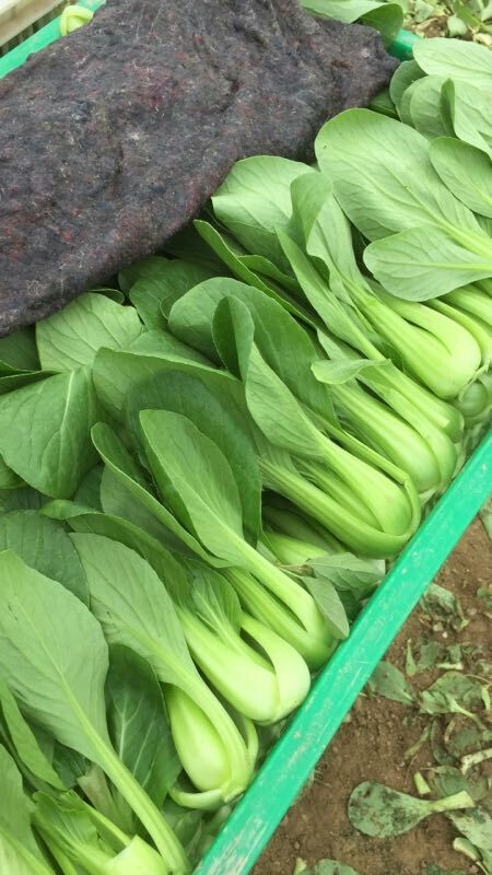 曹县 油菜四季供应，价格从优