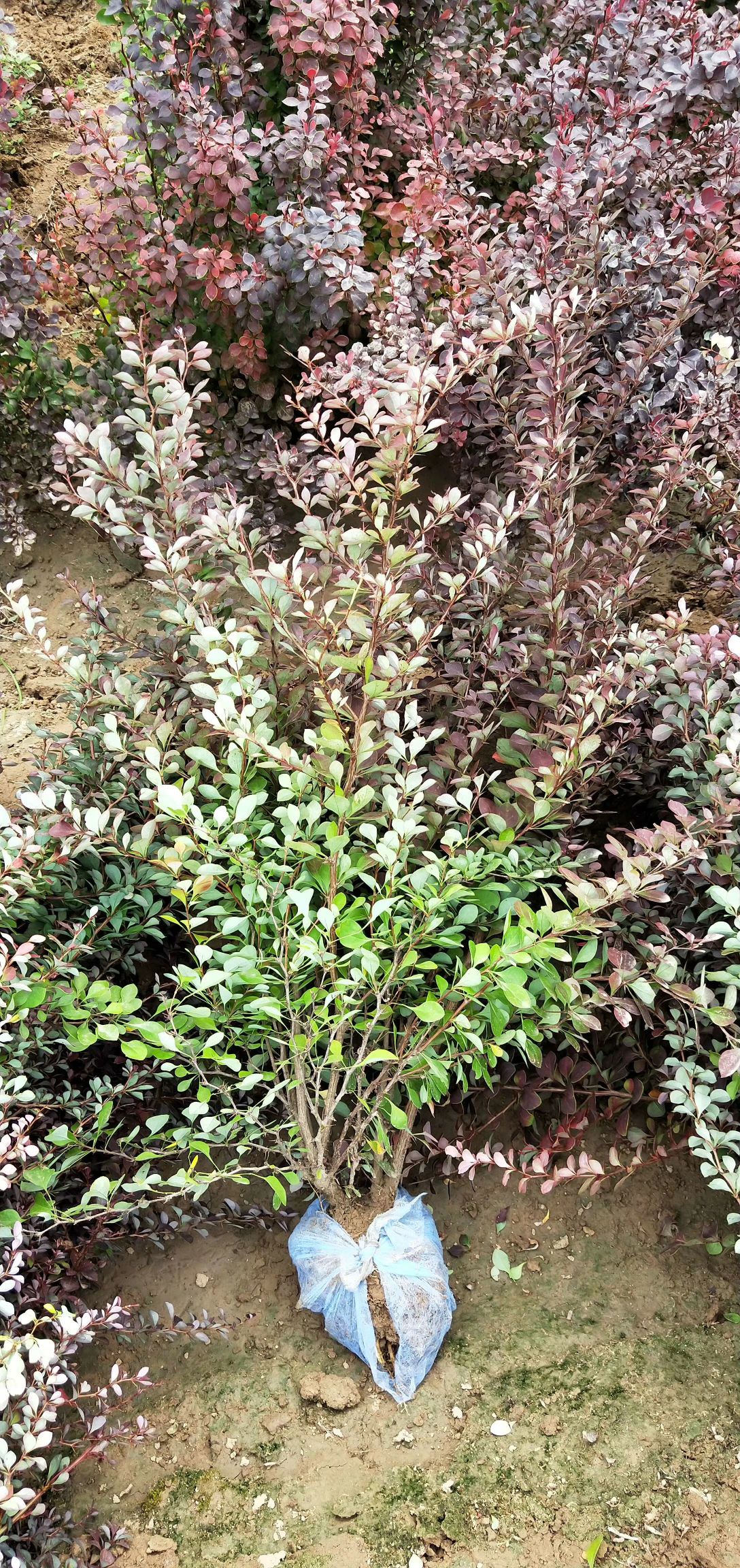 红叶小檗 山西正宗红叶小檗60公分红叶小檗数量300万株