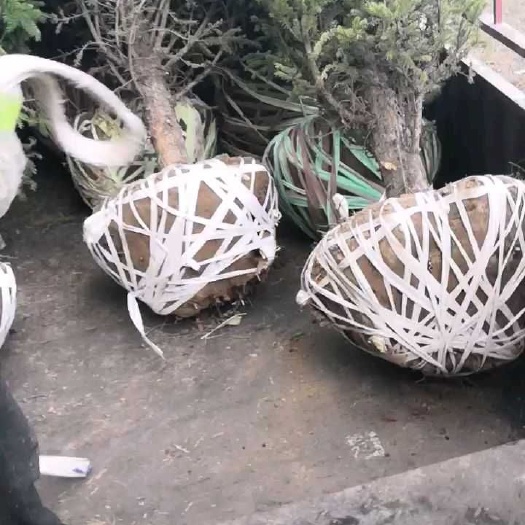 泾源县固原云杉  大小规格云杉出售