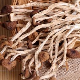 古田县农副产品特产干货 新货古田不开伞茶树菇 厂家直销