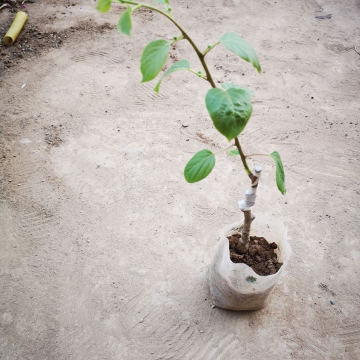 平邑县软枣猕猴桃苗 猕猴桃 盆栽苗 嫁接苗 明年开花结果 软枣猕猴桃 南北方种植