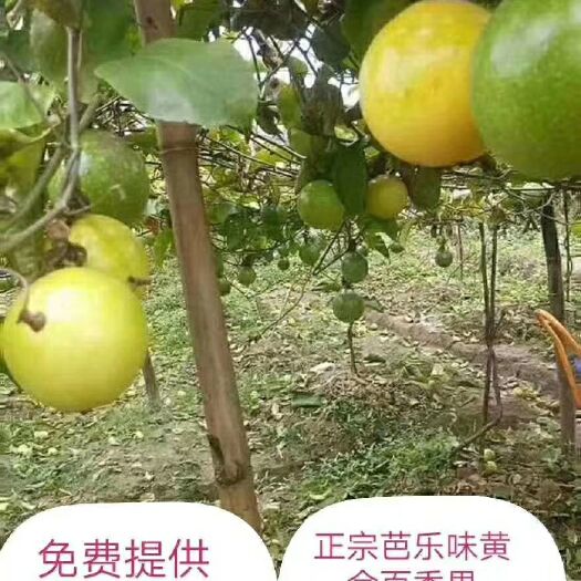 黄金百香果苗