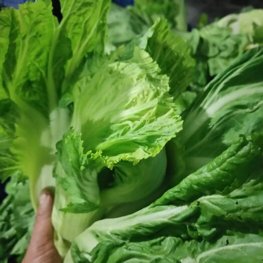阳山县腌芥菜 无公害蔬菜，传统手法腌制，不添加防腐剂！