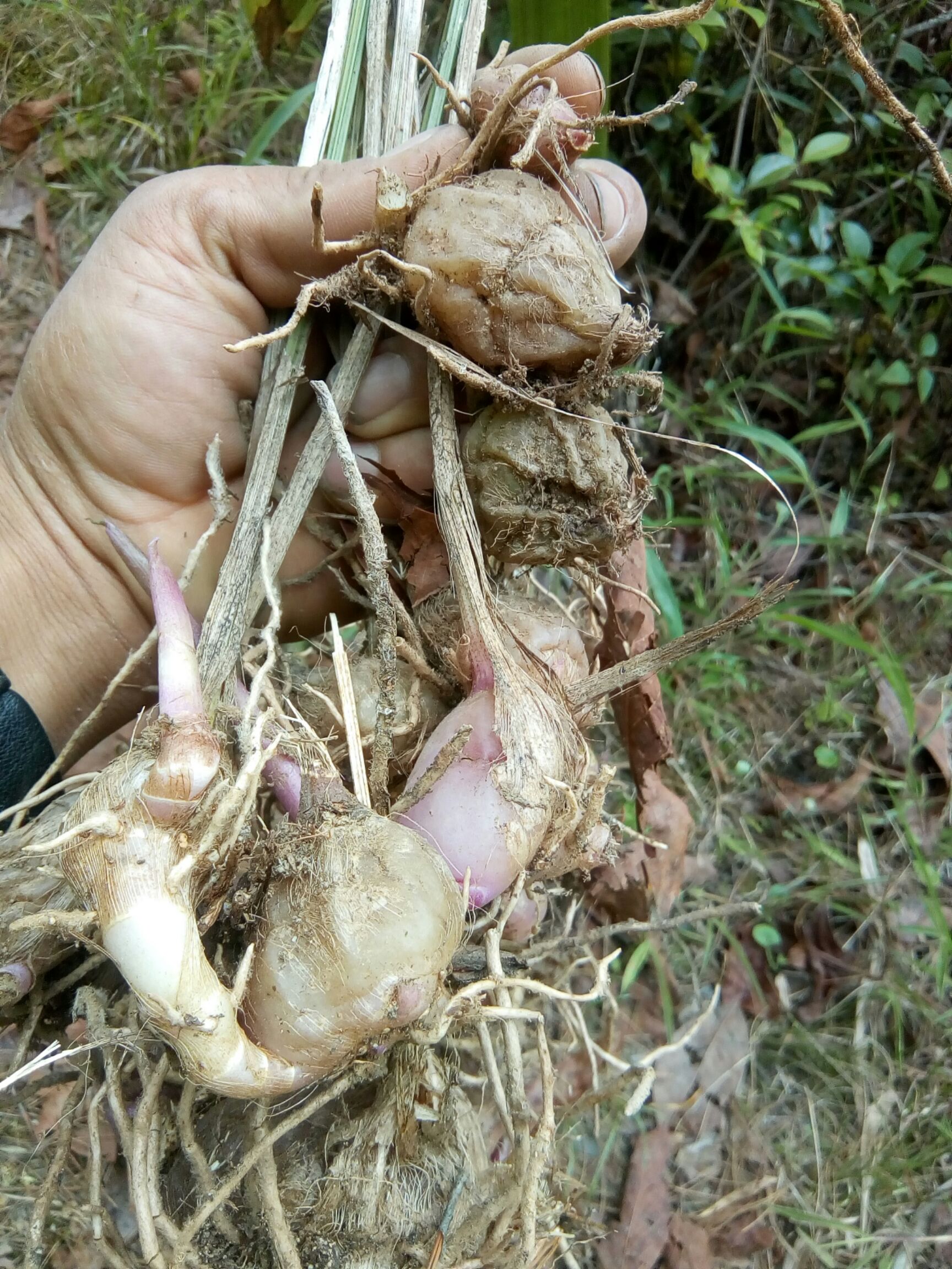 大白芨不施肥不打农药，林下种植仿数量有限要的赶紧联系