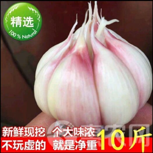 平邑县 自己农田种植无公害大蒜，辛辣，味美