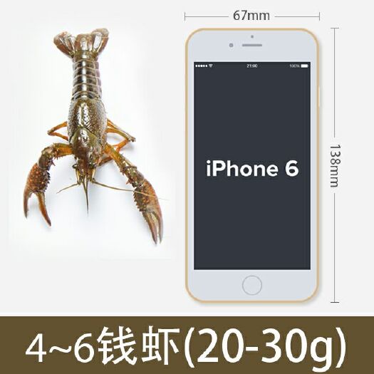 潜江市 5.25日潜江小龙虾批发价
