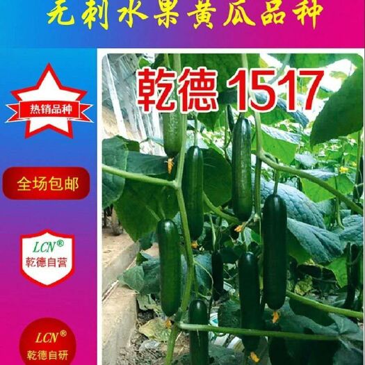 上海乾徳1517水果黄瓜种子耐热型，抗病性好。