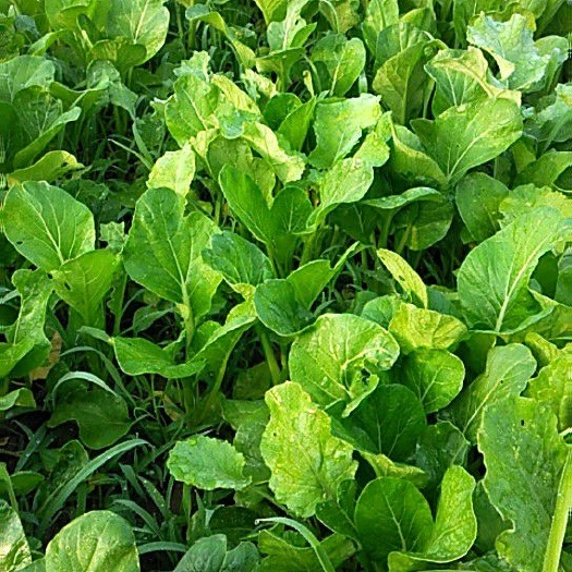 安岳县 大量供应粗条翠绿油青甜菜心