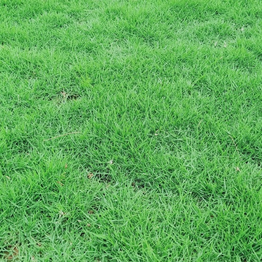 漳州 草皮马尼拉草，青草皮以及各种绿化草皮草皮