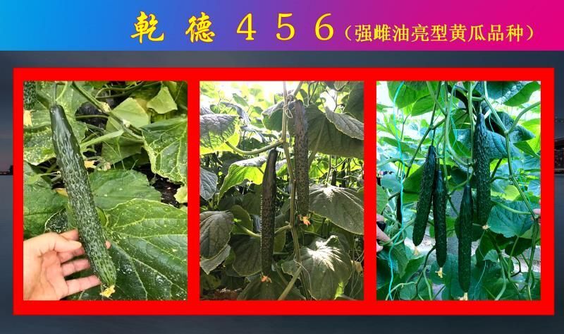 上海 乾徳456黄瓜种子油亮黄瓜耐寒抗病好