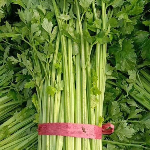 柘城县 本人主要经营，韭菜，芹菜，大蒜等农副产品。
