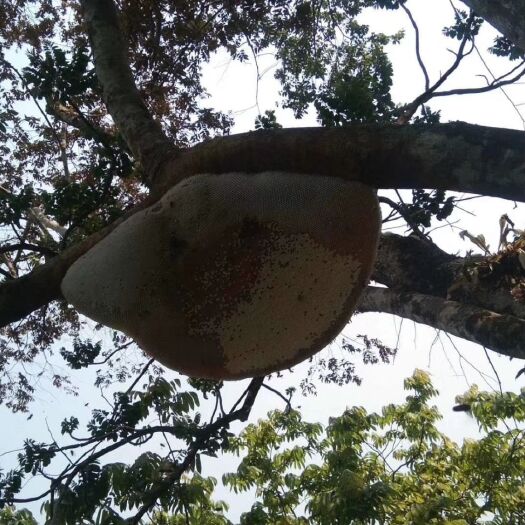 江城县 野生生态树杈蜂蜜，口感纯正，带花香味