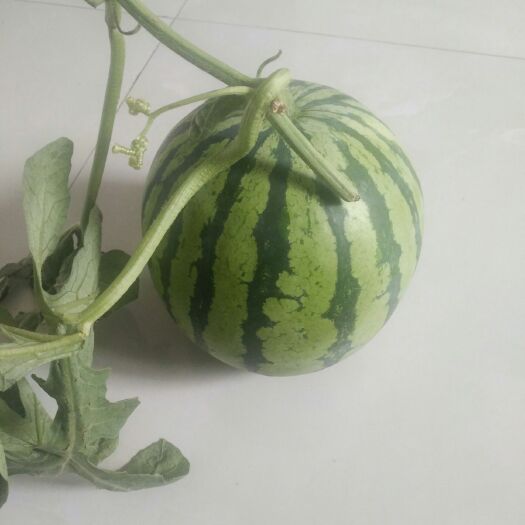 濉溪县8424西瓜 直生8424。皮薄瓜甜。包熟