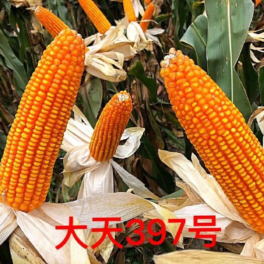 玉米种子500克