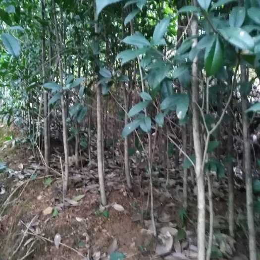 长沙县大粒紫苗
