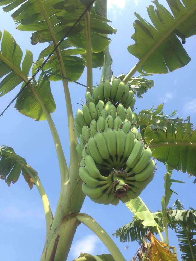  香蕉苗粉蕉苗