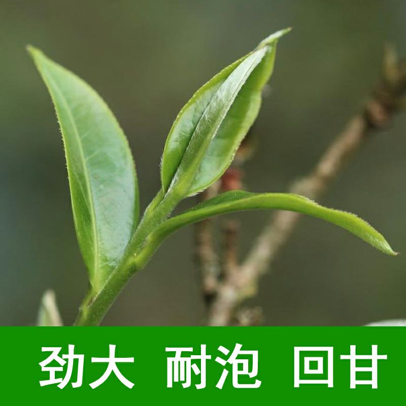  绿茶2019年新茶云南普洱地区出产地直销，高山云雾出好茶！