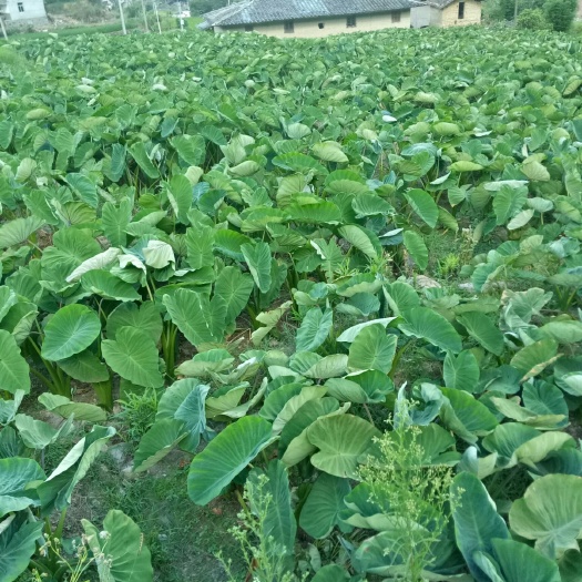 尤溪县蔬菜面  粗粮面：槟郎芋手工养生面条！