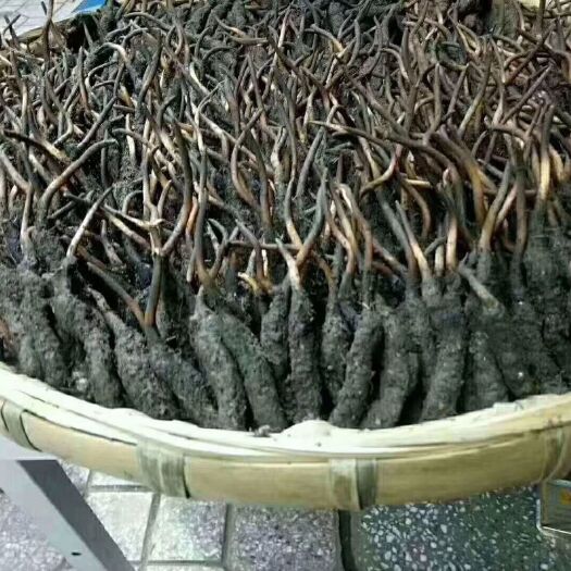 阿坝县 便宜的虫草来了