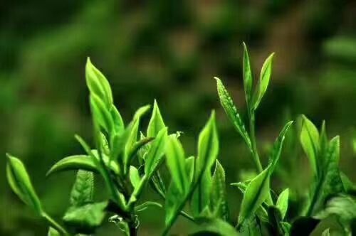 商南县三峡芽毛尖 特级 礼盒装