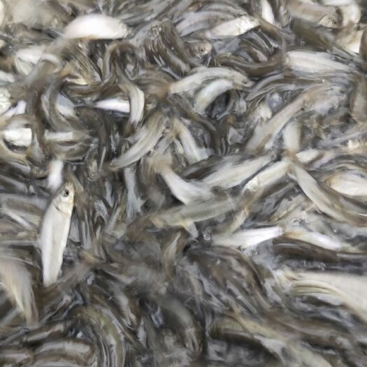 眉山 雅鱼苗批发细鲮鱼基地直供