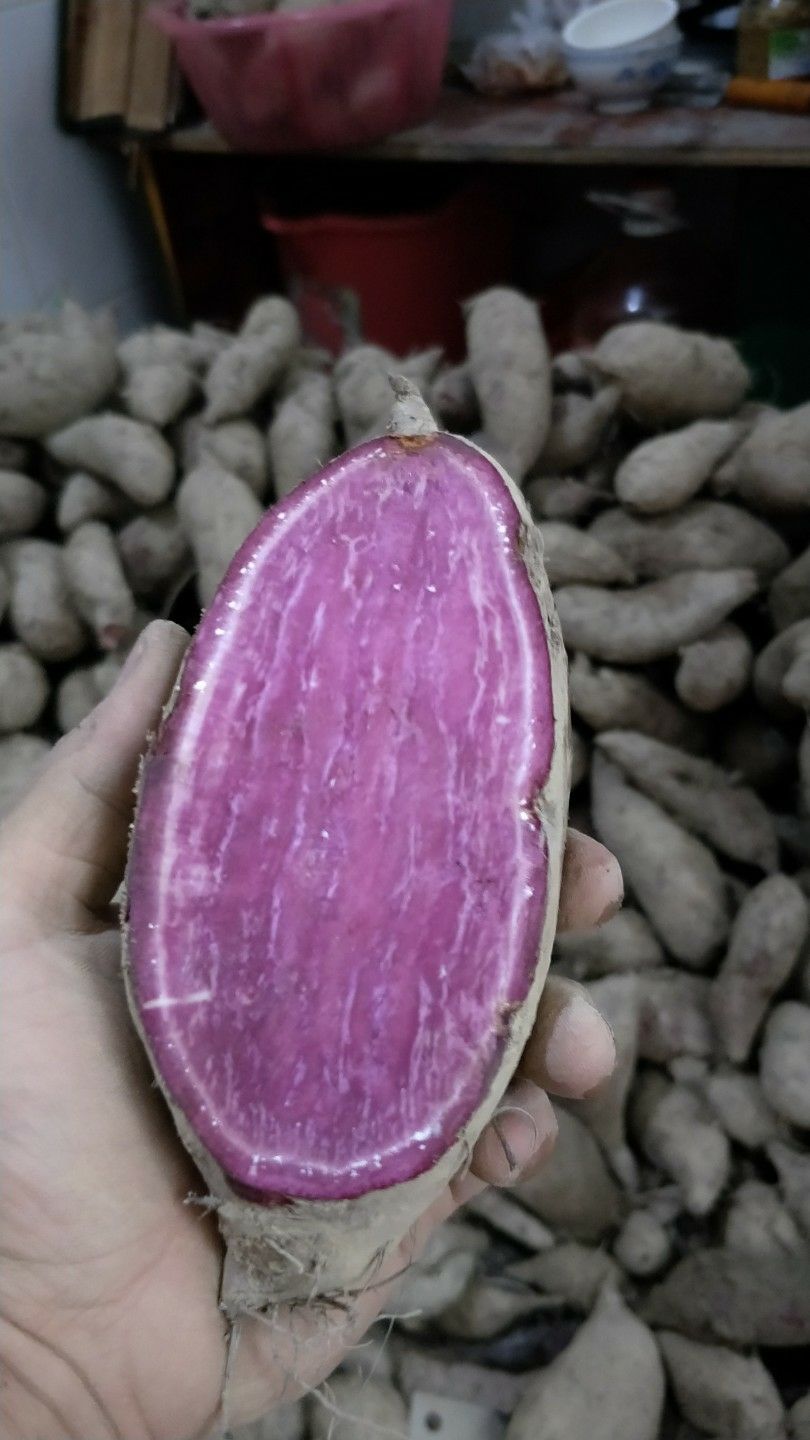  一年四季供应紫薯