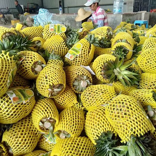 景洪市金钻十七号凤梨 精品凤梨