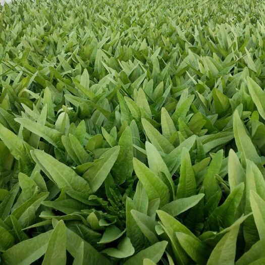 嵩明县 大油麦，单三两左右，颜色绿