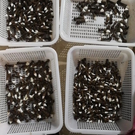 单县鸡枞菌 欢迎采购      需要请提前联系
