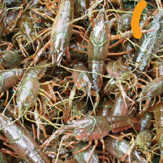 海安市青壳小龙虾 中青4-6钱