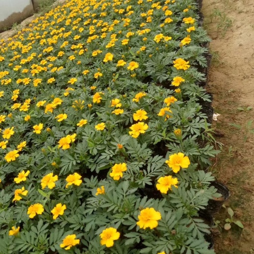 鄢陵县矮牵牛 出售各种草花