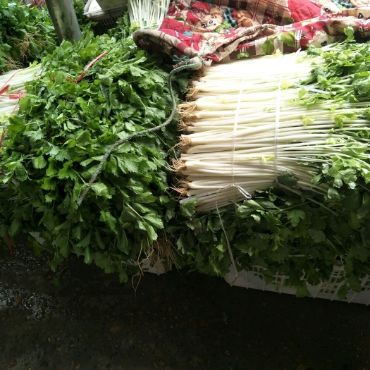 自贡白芹菜，基地货，威远