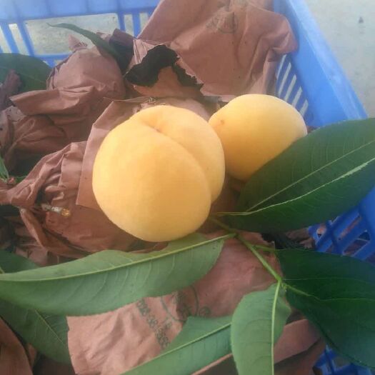 炎陵县 炎陵黄桃，送礼指定佳品，口感佳，包装精美，百亩果园直发
